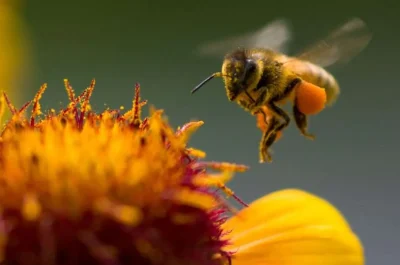 Como-adhieren-y-desprenden-el-polen-las-abejas-scaled-1