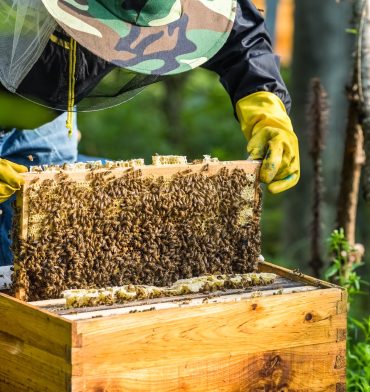 beekeeper-is-working.jpg
