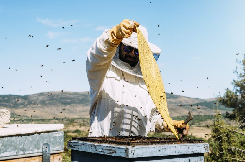 beekeeper-working-collect-honey-1-3.jpg